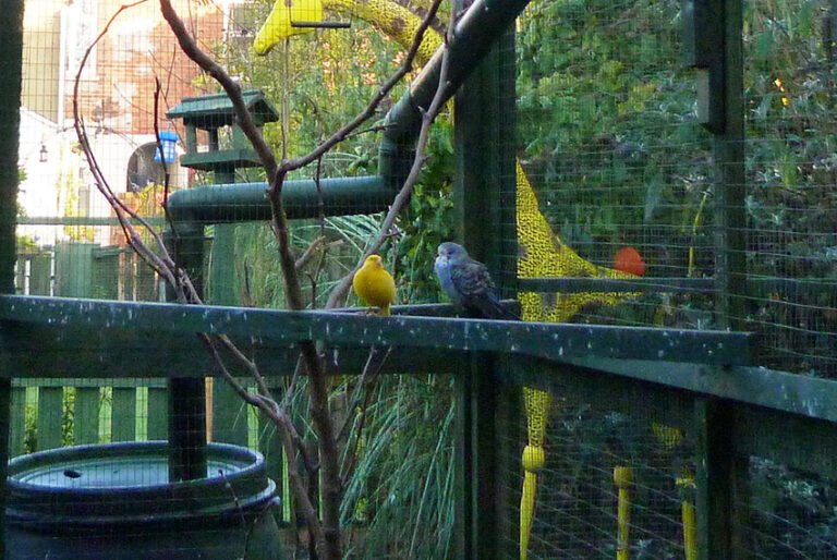 Bird Cage for Budgies, Finches and Canaries