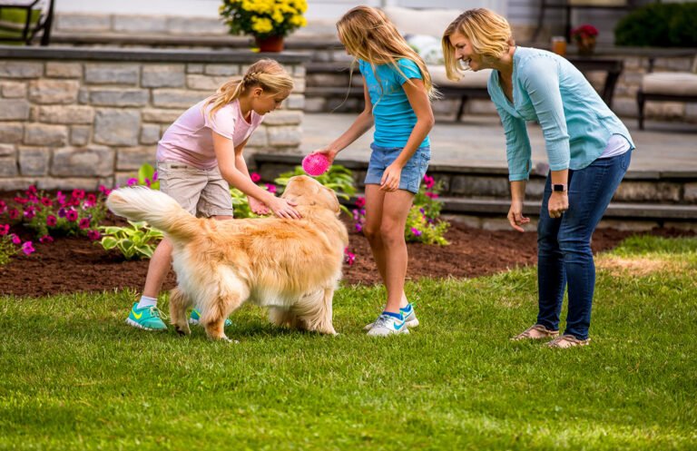 How to Build Fencing for Your Puppy in Jacksonville, FL